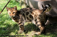 leocats G'Outram