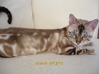 serial bengal Galactik Ice