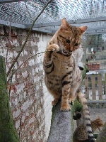Dixie de lovely bengalis