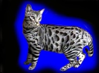Pinyonpride storm of aladonbengals