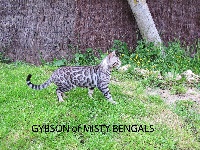 Gybson Des Tip Top Bengals