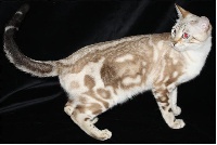 acrobengal Fulki of fantasia bengal