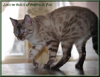 astarte Sahel of Griffes de Feu