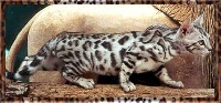 silvergene's Splendor of Starbengal