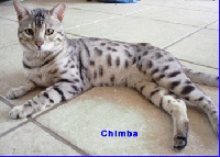 Chimba de panthera