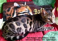 Bali Bengal James dean