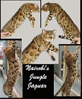 nairobi's Jungle jaguar  sbt 012301 010