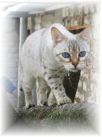 Wildcatseyes Anastasia