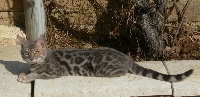 wowbengals Blue temptation