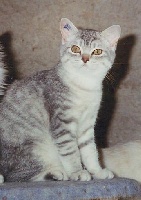 CH. Riccinella de la bastie d'urfe
