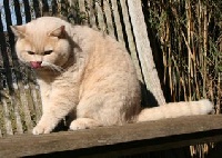 Lord creme maxwell vom wernerwald