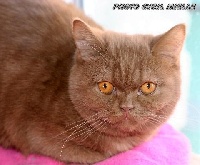 CH. Sweet Burgandy's Da butterscotch