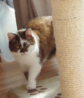 CH. Flora au chat bienheureux