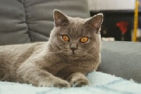CH. Sashimi de lady blue