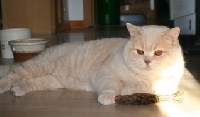 Lord c. larry-maxwell vom wernerwald