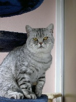 CH. Cyrius des jolicats