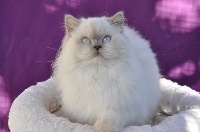 CH. Teddy Bear's Glam