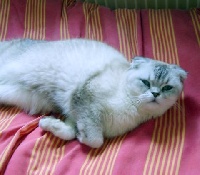 Aurore of the aristo cattery