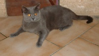 CH. Signoret du chardonneret