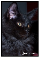 somacoon's Eros