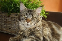 poes passions Onna rampage