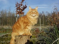 CH. witchbreeds Fireball
