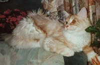 CH. Karlo-garfield fegu tigerheart