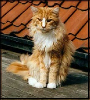 CH. pillowtalk's Bodyguard