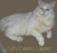 cat's dream's Calypso