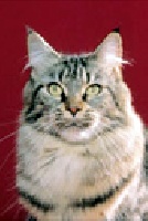 degoonacoon Solena of moulin de crecy