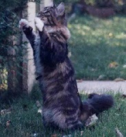 CH. Penny coon de la Foret d'Arrouaise