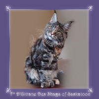 D gitane des shags of saskatoon