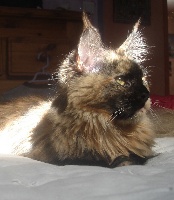 Gatoune D'aigrefeuille