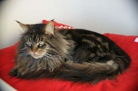 CH. penogacats Scooter