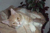 CH. talismaine Ice cream coon