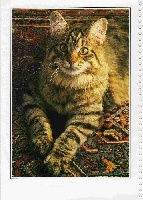 CH. gerlingcat Princess leia