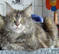 american beauty's Desdemona