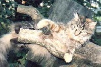 CH. unicat Miss sissippi