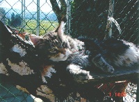 CH. capecoon's Rocky ll