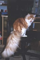 CH. king of lion's G-kir royal