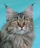 CH. willowplace Merry of csak's coon