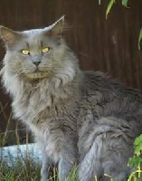 CH. Geronimo cabotcove coon