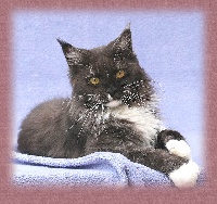 CH. koontucky Moonpearl of chamberlain