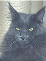 langstteich's Blue-bandit