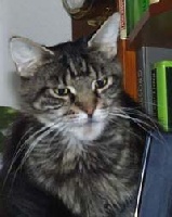 CH. bogy cat's Jet set lady
