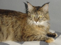 cat's dream's Flanelle