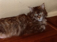 Oilily the unicat