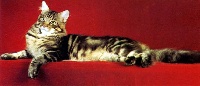 CH. tanstaafl Druid