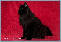 beartooth mountain Rhett butler