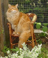 CH. lacocoon Mephisto of oshawa